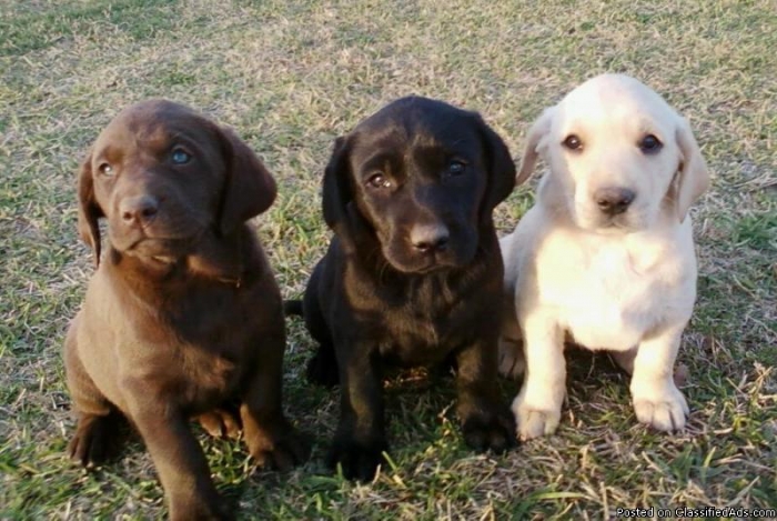 chocolate, black, and yellow are the three only acceptable labrador colors